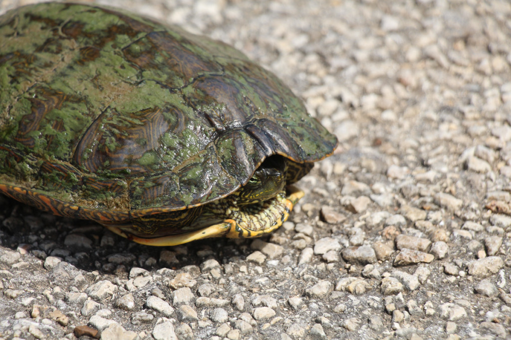 turtle in the road