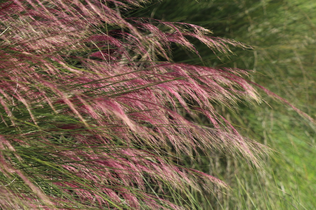 purple wheat plant