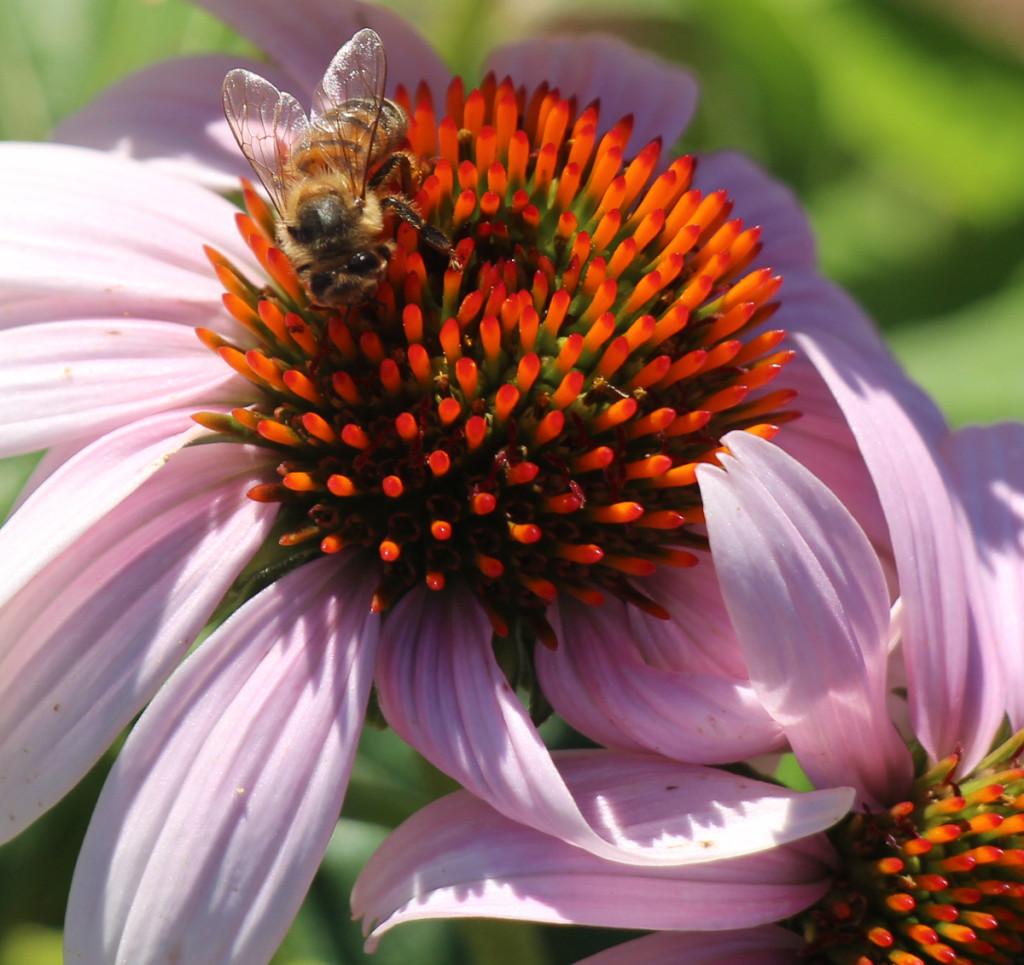 bee in a flower