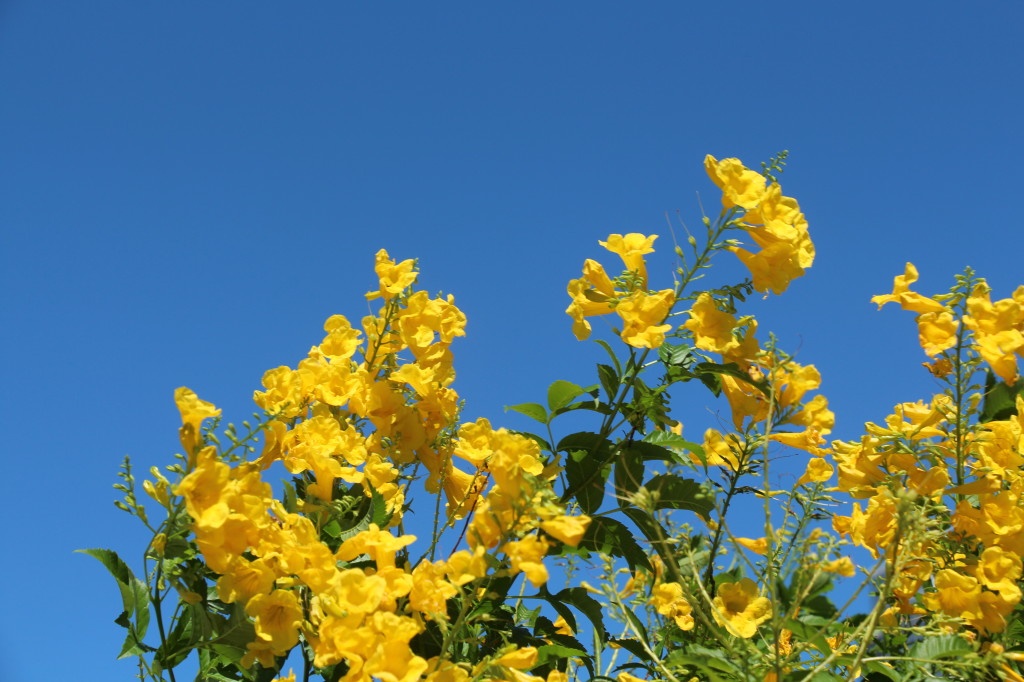 yellow flowers in a blue sky