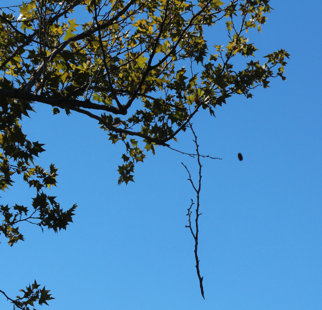 Branch dangling, rock in the air