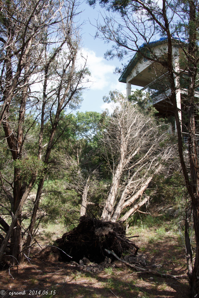 uprooted trees